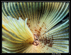 fleur de corail... by André Bruchez 